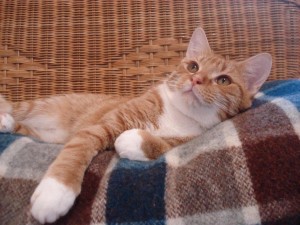 Harriet