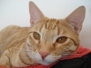 Jaffa