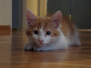 Jeremiah